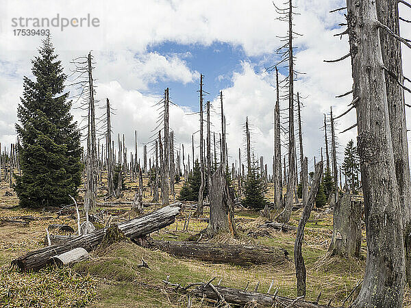 Kahle Bäume nach Waldbrand zerstört