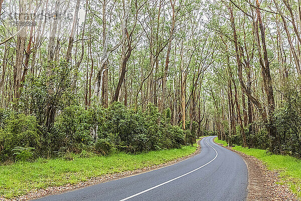 Stretch of Great Ocean Road cutting through green forest