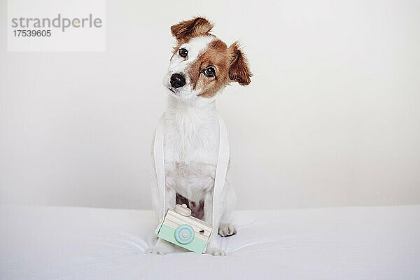 Jack Russell Terrier mit Spielzeugkamera vor weißem Hintergrund