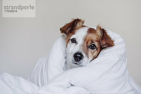 Jack-Russell-Hund in weiße Bettdecke gehüllt
