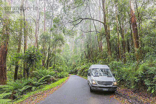 Australia  Victoria  Beech Forest  Car parked along Turtons Track road cutting through lush rainforest