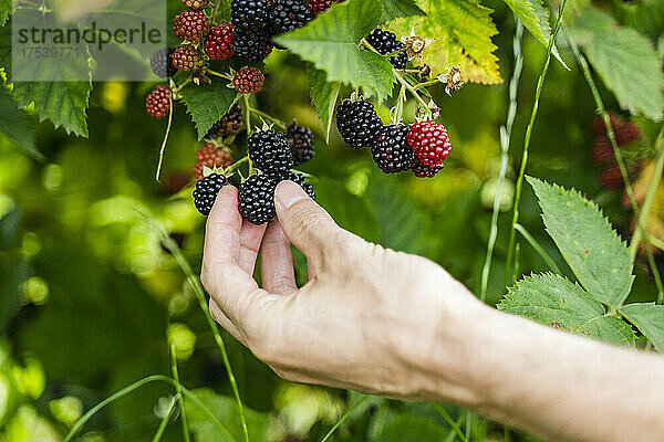 Man picking blackberry from plant