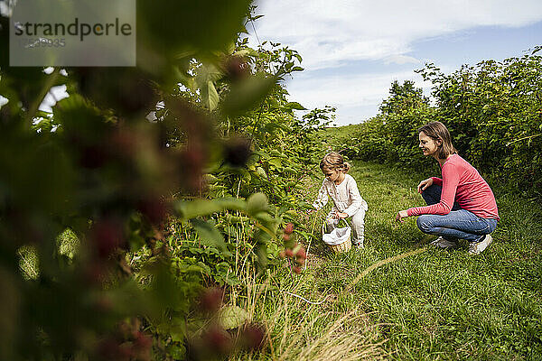 Mother looking at daughter picking berries in orchard