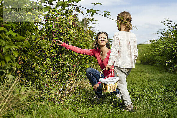 Mother and daughter with basket picking berries in orchard
