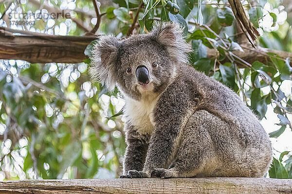 Koala (Phascolarctos cinereus) sitzt auf einem Ast und blickt in die Kamera