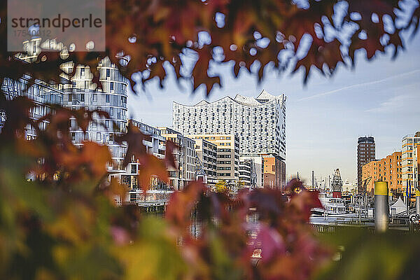 Germany  Hamburg  Elbphilharmonie with tree branches in foreground