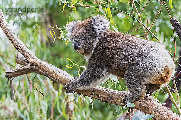 Koala (Phascolarctos cinereus) klettert auf einen Ast