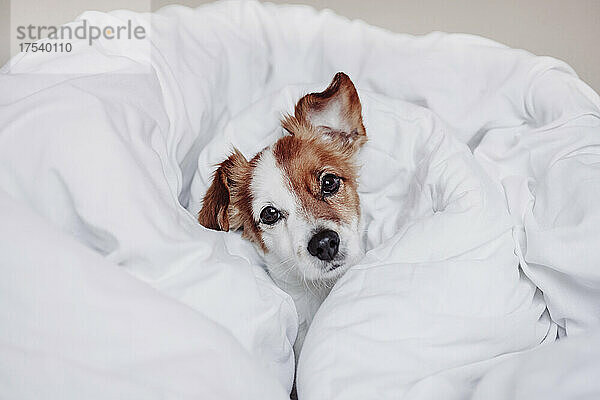 Jack-Russell-Terrier-Hund ruht in weißer Decke