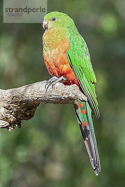 Australian king parrot (Alisterus scapularis) perching on tree branch