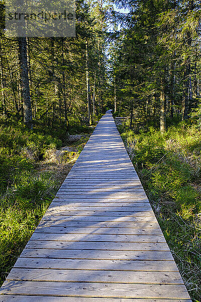 Empty boardwalk in Wildseemoor Nature Reserve