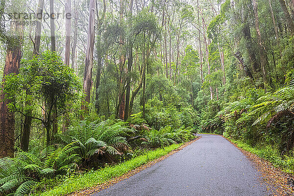 Australien  Victoria  Beech Forest  Turtons Track-Straße führt durch üppigen Regenwald