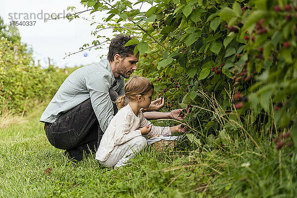 Father and daughter picking berries in orchard