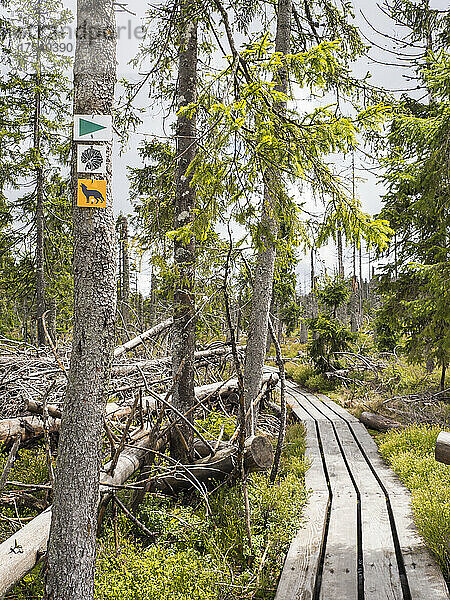 Wanderwegmarkierungen vor der Promenade  die an einer Reihe umgestürzter Bäume vorbeiführt