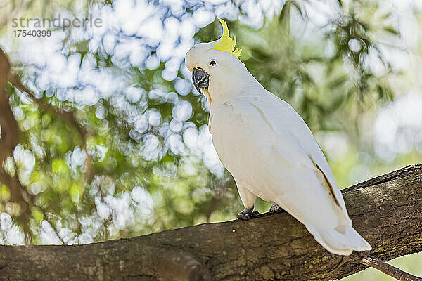 Sulphur-crested cockatoo (Cacatua galerita) perching on tree branch