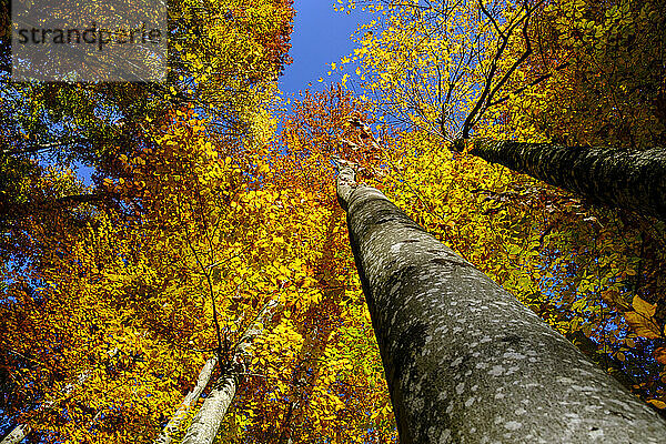 Canopy of autumn beech trees