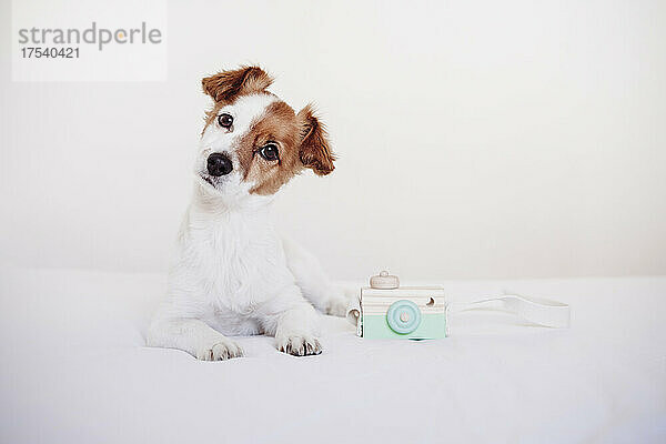 Jack Russell Terrier mit Spielzeugkamera auf dem Bett vor weißem Hintergrund