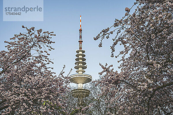 Deutschland  Hamburg  Heinrich-Hertz-Turm mit blühenden Kirschblüten im Vordergrund
