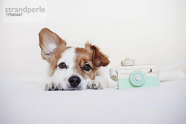 Müder Hund durch Spielzeugkamera auf dem Bett vor weißem Hintergrund