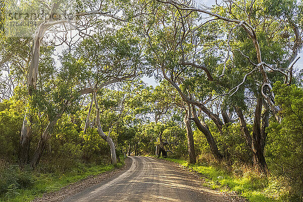 Green trees growing along dirt stretch of Great Ocean Road