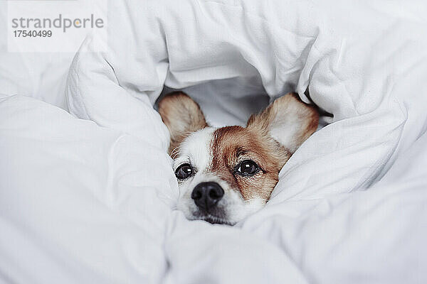 Cute puppy wrapped in white blanket