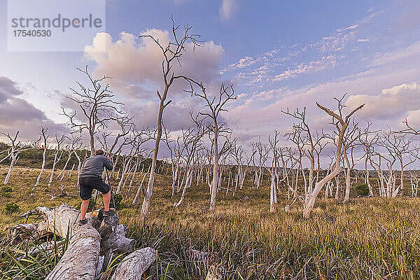 Male tourist photographing grove of white bare trees along Great Ocean Road at dusk