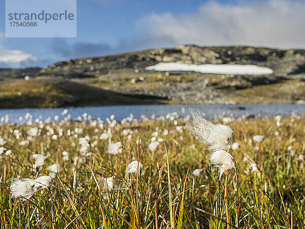 Wollgras wächst auf dem Hardangervidda-Plateau