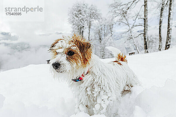 Jack-Russell-Terrier-Hund auf Schnee