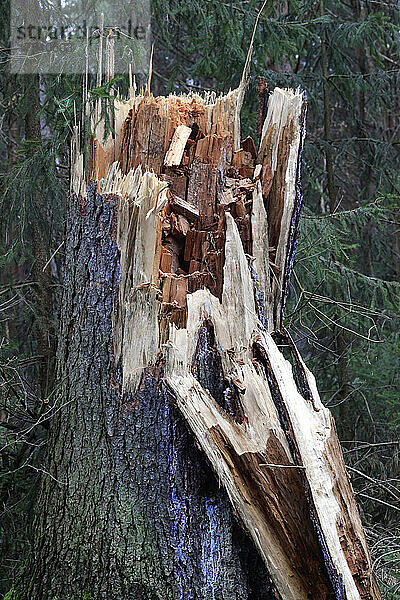 Broken forest tree after heavy storm