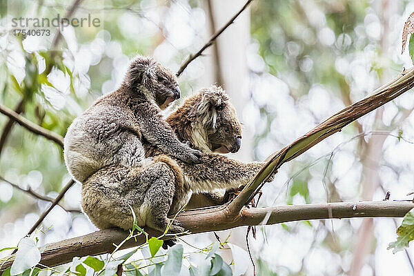 Adult koala (Phascolarctos cinereus) sitting on tree branch with young animal