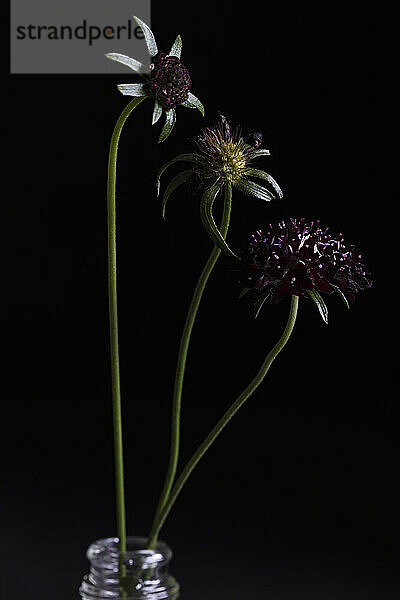 Studio shot of Black Knight pincushion flowers (Scabiosa atropurpurea)