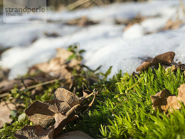 Fallen leaves on snow-covered moss