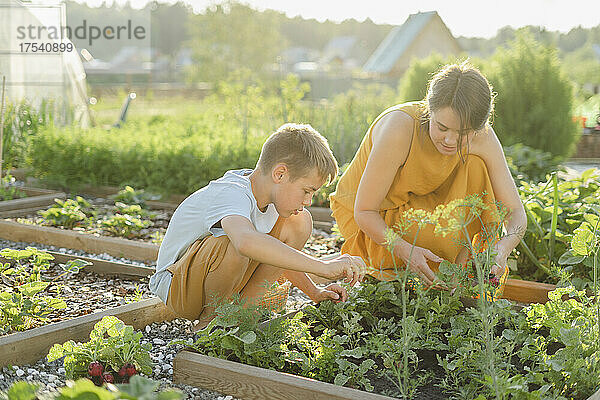 Mother and son harvesting vegetable together in garden