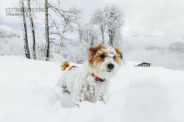 Niedlicher Jack Russell Terrier auf verschneitem Land