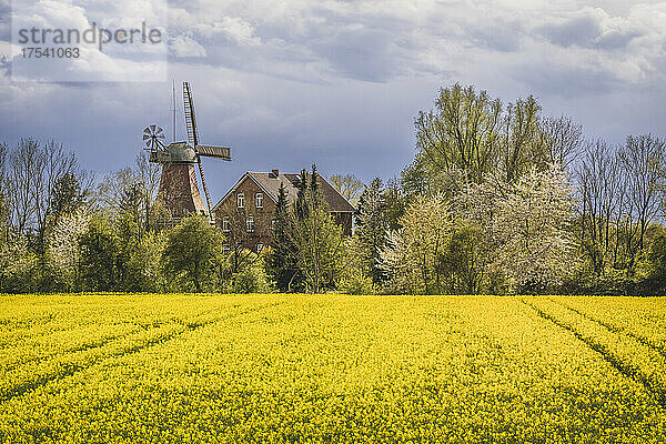 Deutschland  Hamburg  Rapsfeld im Frühling mit traditioneller Windmühle im Hintergrund