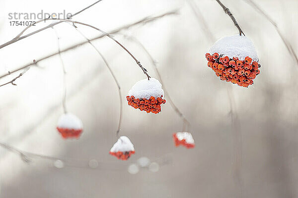 Snow-covered rowanberries growing in winter