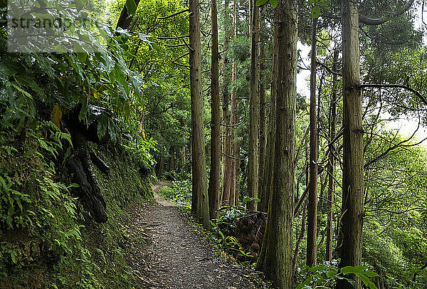 Narrow footpath in green lush forest