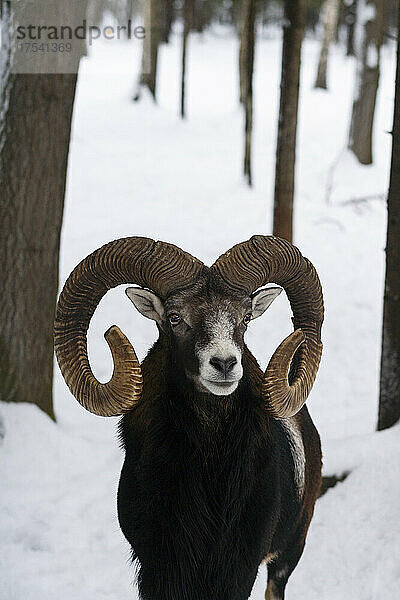 Mufflon mit gebogenen Hörnern im Winterwald