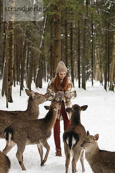 Frau füttert Hirsche im Schnee im Winterwald