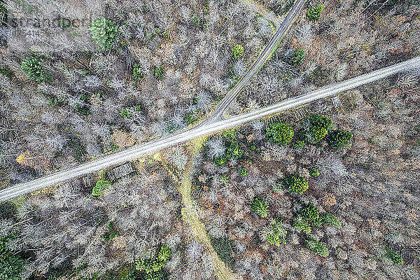 Drone view of dirt road stretching through forest