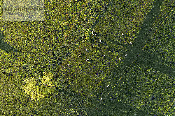 Luftaufnahme von Rindern  die auf der grünen Weide grasen