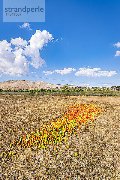 Tomaten trocknen am Feld an einem sonnigen Tag  Zafarraya in Andalusien  Spanien  Europa