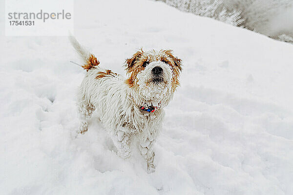 Jack-Russell-Terrier-Hund auf weißem Schnee