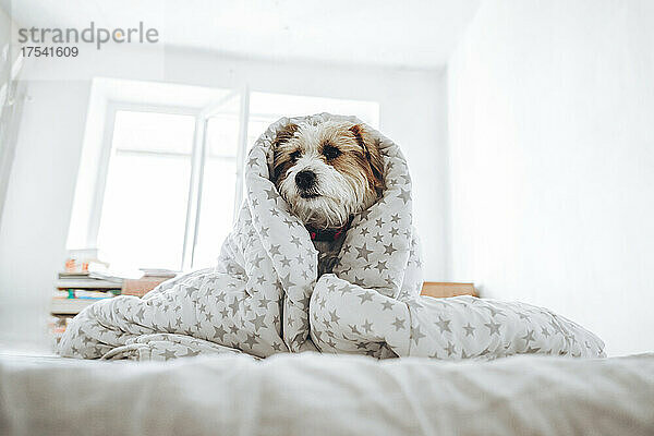 Jack-Russell-Terrier-Hund  eingewickelt in eine Decke  sitzt zu Hause auf dem Bett