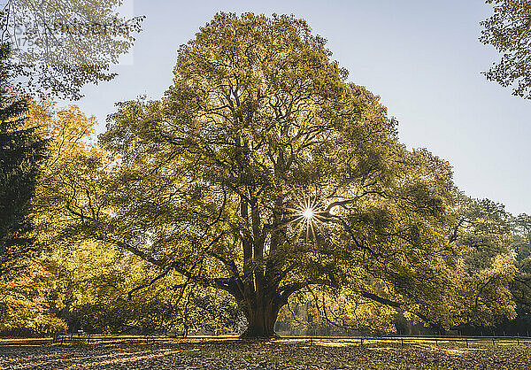 Deutschland  Hamburg  Sonne scheint durch die Zweige der Herbstbäume im Hirschpark