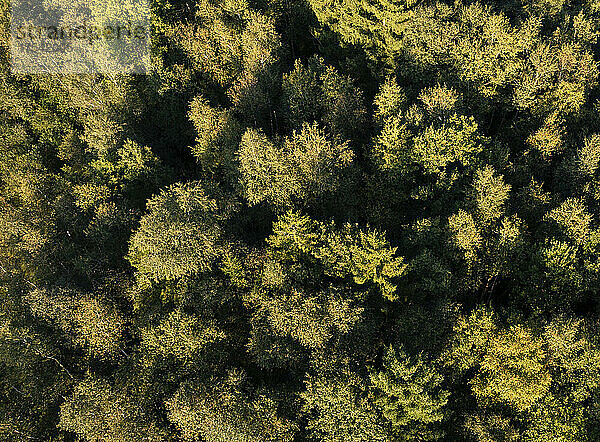 Drohnenansicht der Baumkronen grüner Laubwaldbäume