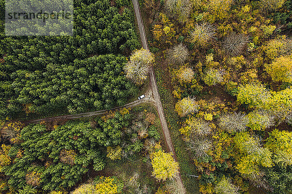 Aerial view of car driving along dirt road stretching through autumn forest