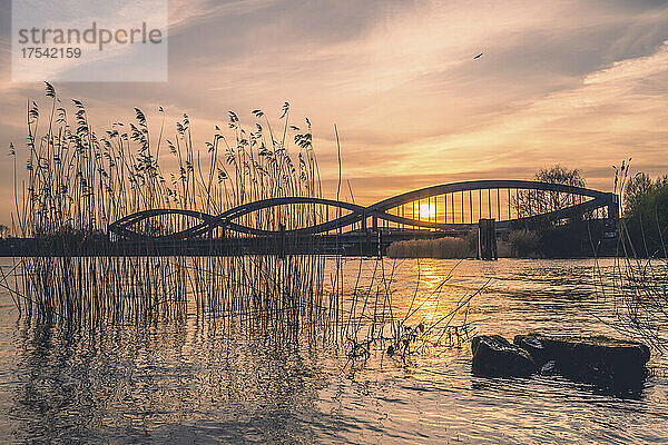 Germany  Hamburg  Norderelbbrucken bridge at sunset with reeds in foreground