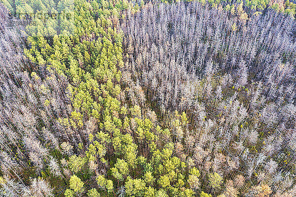 Ukraine  Kyiv Oblast  Chernobyl  Aerial view of forest trees regrowing after forest fire