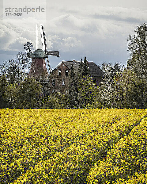 Deutschland  Hamburg  Rapsfeld im Frühling mit traditioneller Windmühle im Hintergrund