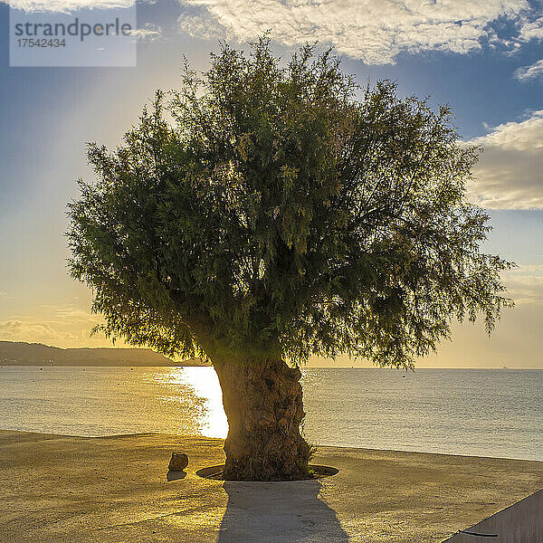 Tree on beach at sunset